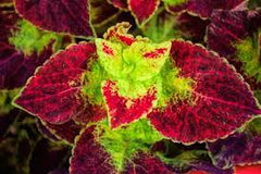Coleus Forskohlii