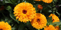 Fleurs de souci