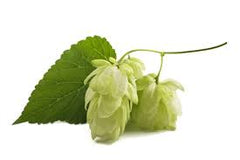 Fleurs de houblon
