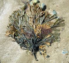 Fucus