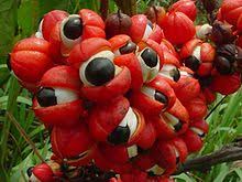Guarana