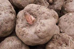 Konjac