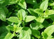 Menthe poivrée