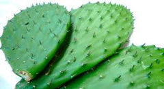 Nopal
