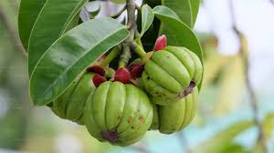 Garcinia Cambogia : Que faut-il savoir aujourd’hui ? L’avis expert de Sohna